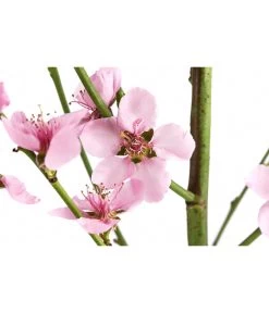 Säulenpfirsich 'Aida' -Gardena Store 7752728 WE DE 001 PrunusSauelenpfirsichAida