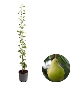 Säulenbirne 'Jeanne D'Arc'