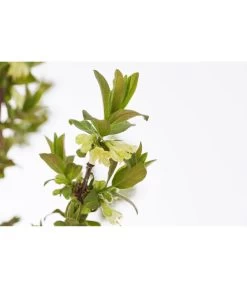 Sibirische Blaubeere 'MyBerry® Sweet' -Gardena Store 7756463 PR DE 001 SibirischeBlaubeereMyBerrySweet5LDehnerExpressZS