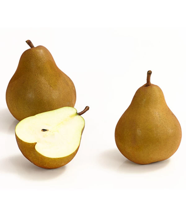 Winterbirne 'Uta' 1 Winterbirne 'Uta'