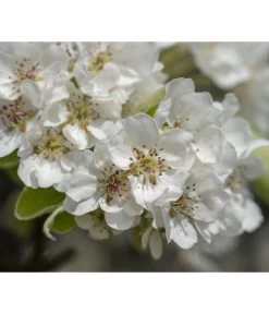 Herbstbirne 'Vereinsdechant' -Gardena Store 7772064 PR FS 011 PyrusVereinsdechantBirnePixabay