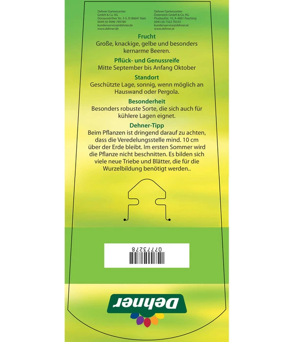 Tafeltraube 'Stefanie' 4 Tafeltraube 'Stefanie' – Bild 4