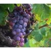 Tafeltraube 'Georg'