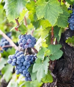 Weinrebenstamm -Gardena Store 7773617 PR MO 001 WeinrebenStammXXL Fotolia