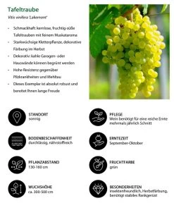 Tafeltraube 'Lakemont' -Gardena Store 7778772 WE IG 001 TafeltraubeVitisviniferaLakemont