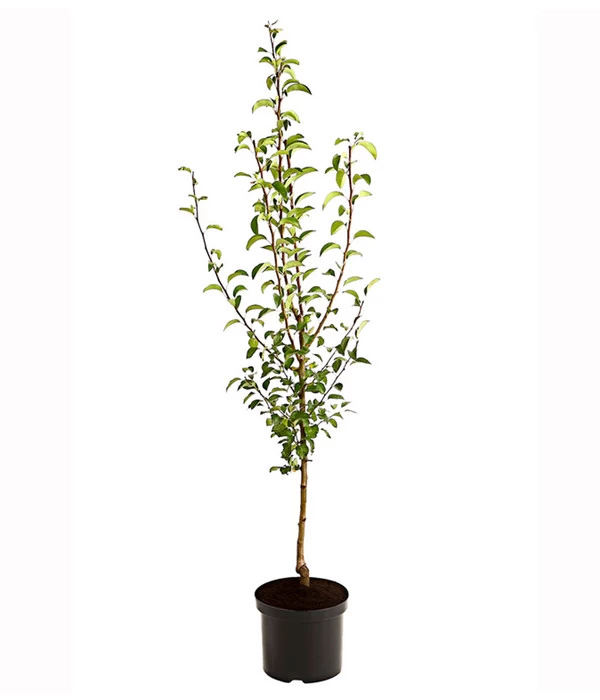 Birnen-Duo 'Williams Christ/Vereinsdechant' 2 Birnen-Duo 'Williams Christ/Vereinsdechant' – Bild 2