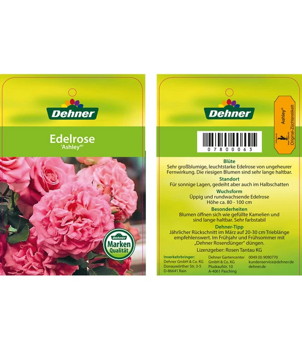 Edelrosen-Mix 'Nostalgie®' 11 Edelrosen-Mix 'Nostalgie®' – Bild 11