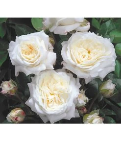 Edelrosen-Mix 'Nostalgie®' 18 Edelrosen-Mix 'Nostalgie®' -Gardena Store 7800063 BildD 001 EdelrosenNostalgieMixNostalgieRosenTantauRet