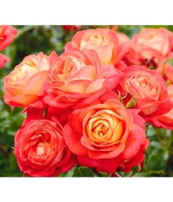 Edelrosen-Mix 'Nostalgie®' 19 Edelrosen-Mix 'Nostalgie®' -Gardena Store 7800063 BildD 005 EdelrosenNostalgieMixNostalgieRosenTantauRet