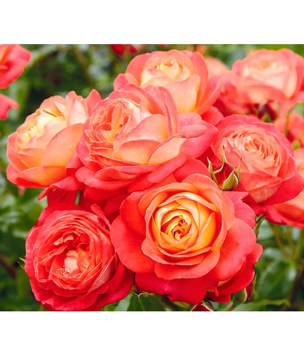 Edelrosen-Mix 'Nostalgie®' 4 Edelrosen-Mix 'Nostalgie®' – Bild 4