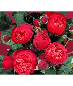 Edelrosen-Mix 'Nostalgie®' 20 Edelrosen-Mix 'Nostalgie®' -Gardena Store 7800063 BildD 007 EdelrosenNostalgieMixNostalgieRosenTantauRet