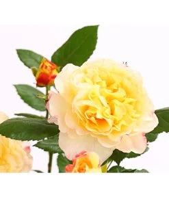 Edelrosen-Mix 'Nostalgie®' 23 Edelrosen-Mix 'Nostalgie®' -Gardena Store 7800063 PR DE 001 NostalgieRosen6LiterEdelroseAquarellDehnerExpressHerzig