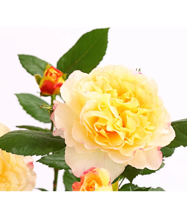 Edelrosen-Mix 'Nostalgie®' 8 Edelrosen-Mix 'Nostalgie®' – Bild 8