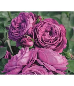 Edelrosen-Mix 'Nostalgie®' 21 Edelrosen-Mix 'Nostalgie®' -Gardena Store 7800063 PR MO 001 RoseHeidiKlumRosenTantauRet