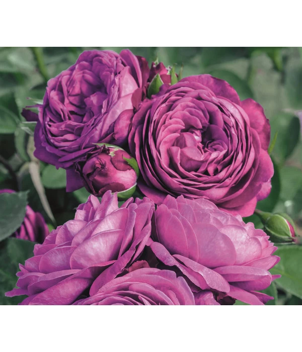 Edelrosen-Mix 'Nostalgie®' 6 Edelrosen-Mix 'Nostalgie®' – Bild 6