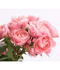 Rosenmix Edel- Und Beetrosen