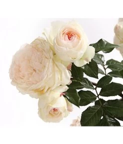 Rosenmix Edel- Und Beetrosen -Gardena Store 7801103 PR DE 001 RosenInSortenHuckfeldt10LiterEdelroseStephanieBaroninZuGuttenbergDehnerExpressHerzig