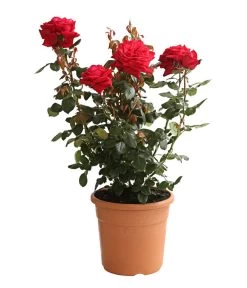 Rosenmix Edel- Und Beetrosen -Gardena Store 7801103 PR FS 001 RosenInSortenHuckfeldt10LiterEdelroseBurgundDehnerExpressHerzig