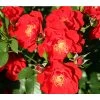 Strauchrose 'Paprika®'