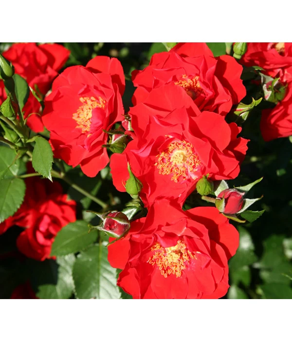 Strauchrose 'Paprika®' 1 Strauchrose 'Paprika®'
