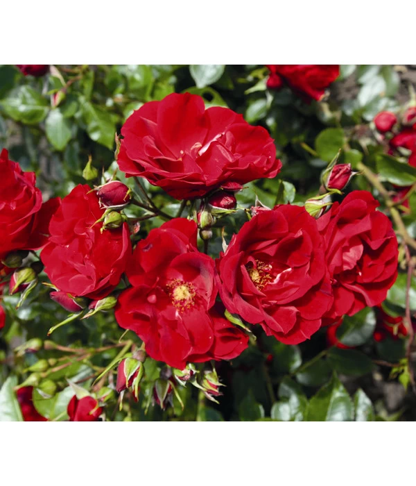 Strauchrose 'Paprika®' 2 Strauchrose 'Paprika®' – Bild 2