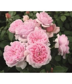 Edelrose 'Schöne Maid®' -Gardena Store 7803547 WE DE 005 NostalgieEdelroseSchoeneMaidTantau