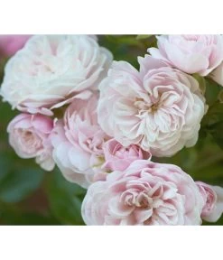 Zwerg-Kletterrose 'Starlet® Alina®' -Gardena Store 7803877 PR DE 002 StarletRoseAlinaTantau