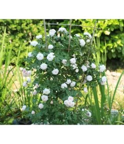 Zwerg-Kletterrose 'Starlet® Alina®' -Gardena Store 7803877 PR DE 003 StarletRoseAlinaTantau