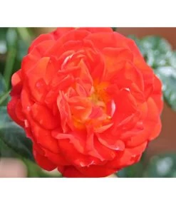 Zwerg-Kletterrose 'Starlet® Carmen®' -Gardena Store 7803885 PR DE 001 StarletRoseCarmenTantau
