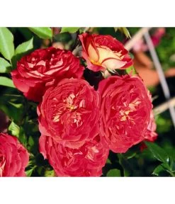Zwerg-Kletterrose 'Starlet® Carmen®' -Gardena Store 7803885 PR DE 002 StarletRoseCarmenTantau