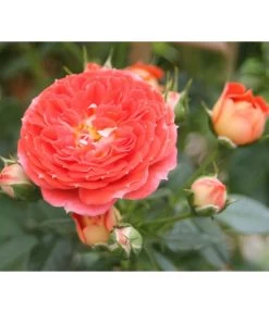 Zwerg-Kletterrose 'Starlet® Carmen®'