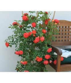 Zwerg-Kletterrose 'Starlet® Carmen®' -Gardena Store 7803885 PR MO 002 StarletRoseCarmenTantau