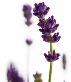 Duft-Lavendel 'Felice', 4er-Set -Gardena Store 7805773 WE DE 001 Lavendel
