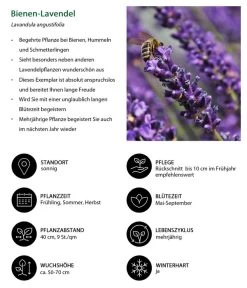 Dehners Bienen-Lavendel, 4er-Set -Gardena Store 7805799 WE IG 001 BienenLavendel