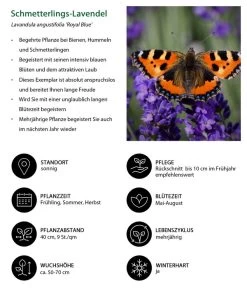 Schmetterlings-Lavendel 'Royal Blue', 4er-Set -Gardena Store 7805807 WE IG 001 SchmetterlingsLavendel