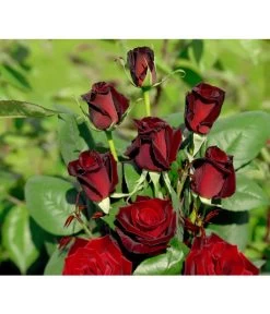 Edelrose 'Barkarole®'