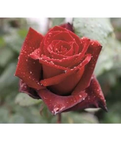 Edelrose 'Barkarole®' -Gardena Store 7816499 PR DE 002 EdelroseBarkaroleTantau