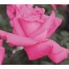 Edelrose 'Duftrausch®'