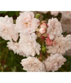 Bodendeckerrose 'Crystal Fairy®'