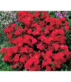 Bodendeckerrose 'Fairy King®', Rot -Gardena Store 7844160 WE DE 001 BodendeckerroseFairyQueenFairyQueenRot