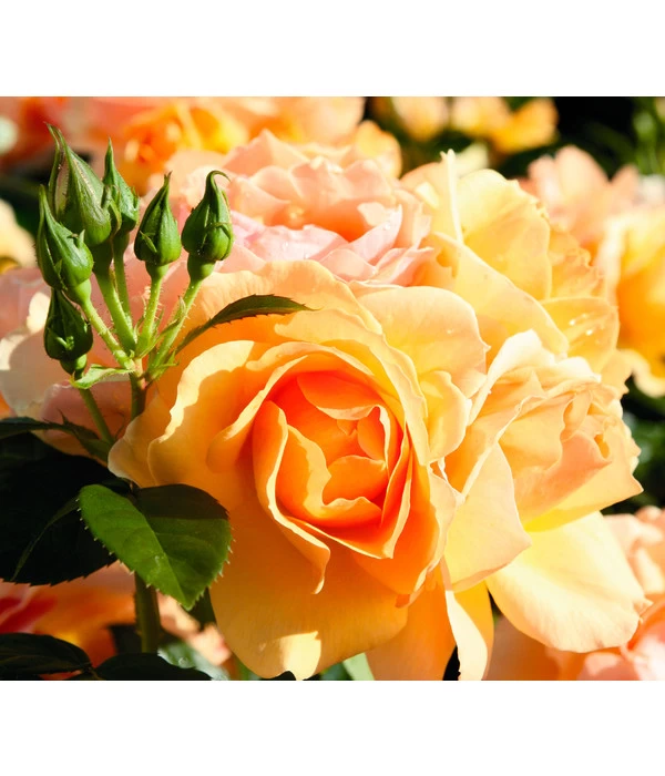 Beetrose 'Hansestadt Rostock®', Stämmchen 2 Beetrose 'Hansestadt Rostock®', Stämmchen – Bild 2