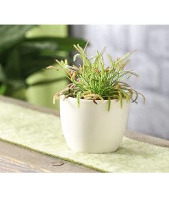 Kap-Sonnentau - Drosera Capensis 8 Kap-Sonnentau - Drosera Capensis -Gardena Store 7975972 WE MO 001 SonnentauDroseraAlicaeT9DehnerExpressHerzig