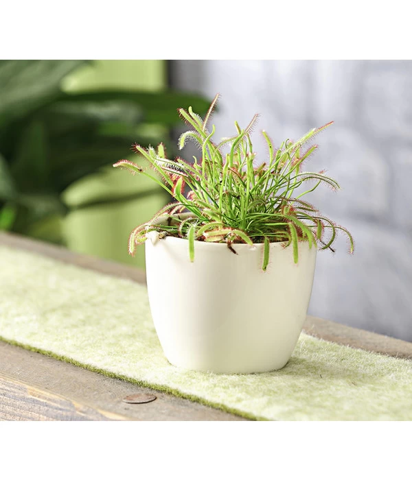 Kap-Sonnentau - Drosera Capensis 4 Kap-Sonnentau - Drosera Capensis – Bild 4