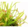 Kap-Sonnentau - Drosera Capensis