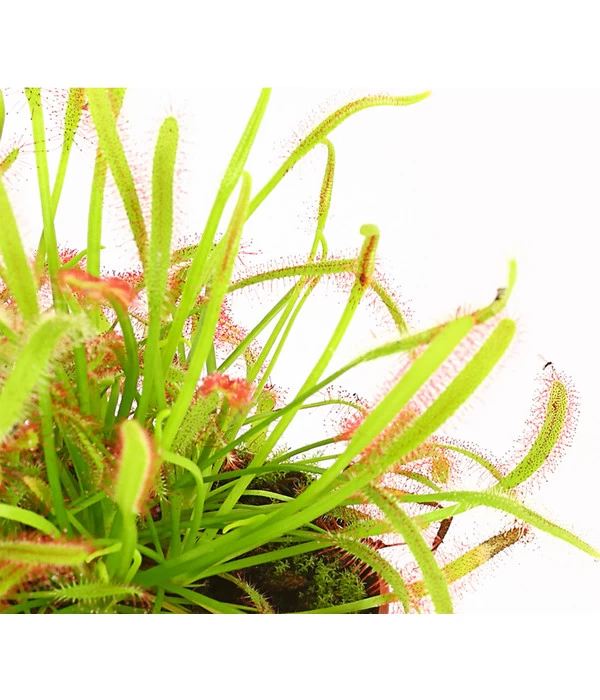 Kap-Sonnentau - Drosera Capensis 1 Kap-Sonnentau - Drosera Capensis