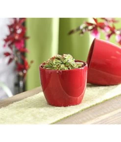 Sonnentau - Drosera Aliciae -Gardena Store 7975980 WE MO 001 SonnentauDroseraCapensisT9DehnerExpressHerzig