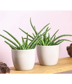 Echte Aloe - Aloe Vera, 2er-Set -Gardena Store 7976210 WE MO 001 AloeVeraSweetAloeBarbadensisMiller2PflanzenDehnerExpressHerzig