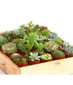 Mini Sukkulenten-Set, Verschiedene Sorten In Holzkiste, 30-teilig -Gardena Store 7977366 WE DE 001 MiniSukkulenten30erMixMitHolzkisteT3DehnerExpressHerzig