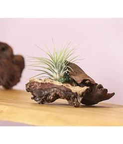 Tillandsien-Arrangement Auf Mopani-Wurzel - Tillandsia Hybride, 2-teilig -Gardena Store 7977606 WE MO 001 TIllandsienAufMopaniwurzelS1PflanzeDehnerExpressHerzig
