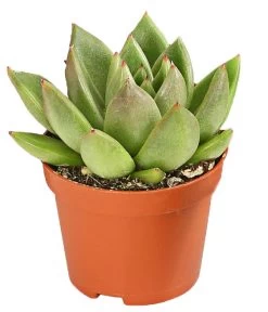Echeverien-Set - Echeveria, Verschiedene Sorten -Gardena Store 7978117 PR FS 003 EcheverieSukkulenten6erSetT6DehnerExpressHerzig